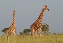 жирафы Уганда