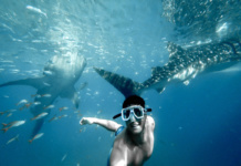 плавание с китовыми акулами