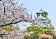 цветущая сакура япония
