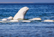 Белые киты на белом море